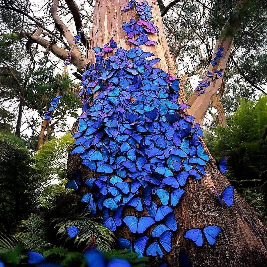 **Bướm Morpho xanh** là một cảnh tượng tuyệt đẹp!🦋🦋🦋